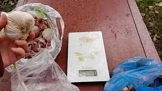 Озимый чеснок, все этапы