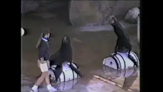 California Sea Lions in Disneyland (1989)