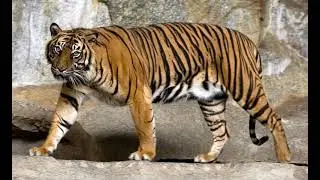 Sumatran Tiger Sound Effects 🐯 🔊