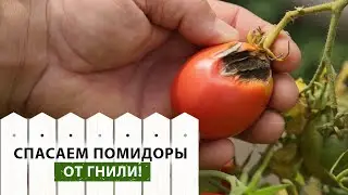 Эти болезни вызывают гниль на томатах! Что делать, если гниют помидоры? Лечим гниль на томатах