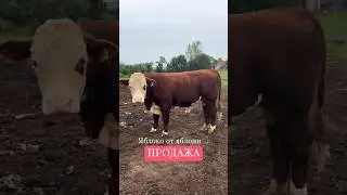 Продаю клона Эхнатона! Бык 14 мес #герефорд #порода  #продажа #покупки #племя#ферма #farming #класс