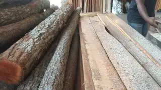 Proses penggergajiaan pucu.puvuk kayu lebih menguntungkan