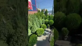 Уход за шаровидными туями (Питомник Зелёный Сад)