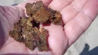 Treasure hunt on the beach with Minelab X-Terra 705