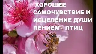 ПЕНИЕ ПТИЦ ЭТО ЗВУКИ ВЫСШИХ СФЕР,ЗВУКИ ГАРМОНИИ,ЗДОРОВЬЯ И ПОКОЯ.