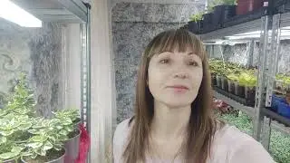 Рассада цветов и овощей растет как на дрожжах. Обзор всех стеллажей и теплицы в конце марта.