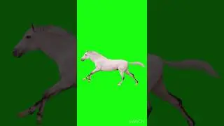 Green Screen horse running 