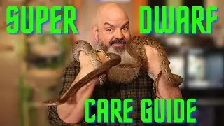 Care Guide: Dwarf & Super Dwarf Reticulated Pythons