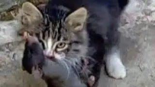 Shoot a rat . The pied Piper kitten caught her