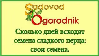 Сколько дней всходят семена сладкого перца: свои семена.