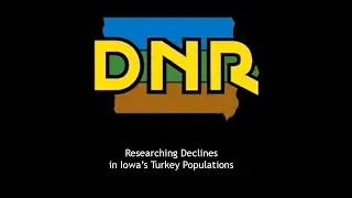 Researching declines in Iowa's turkey populations, Iowa DNR