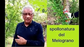 Spollonatura Melograno