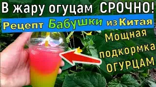 Бабушка из Китая научила  Огурцы в июле кормлю этим  Урожай поражает