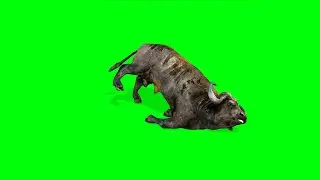 Buffalo Death 4K | Green Screen 3D Animation Video | VFX CREATOR STUDIO