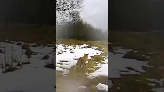 Лесные хищники (рысь и лиса) на нашем хуторе. 