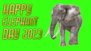 Happy Elephant Day 2023 | Elephant Green Screen | 4k