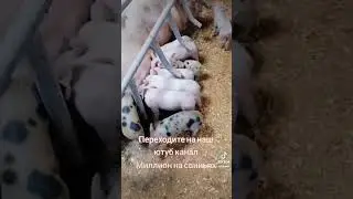 @million_on_pigs
