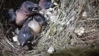 memberi makan Anak burung Kadasi menjelang tengah malam