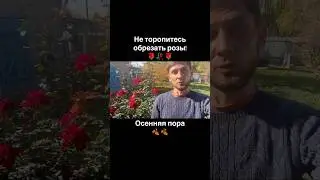 Когда обрезать розы? НЕ ТОРОПИТЕСЬ!