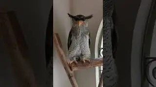 Owl attack vs Owl love