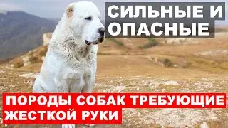 ИХ СТОИТ ОСТЕРЕГАТЬСЯ! САМЫЕ ОПАСНЫЕ ПОРОДЫ СОБАК, НО ОЧЕНЬ ПОПУЛЯРНЫЕ  (Часть 1)