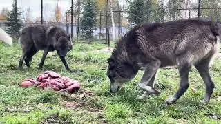 Потроха и Волки. Канадский волк Акела и его владения.