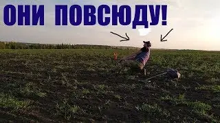 ВОЛОСЫ ВСТАЛИ ДЫБОМ ОТКУДА ЭТО В ПОЛЕ!!!