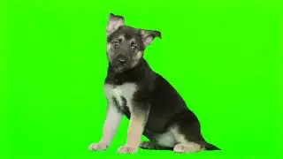Green Screen Sitting Dog
