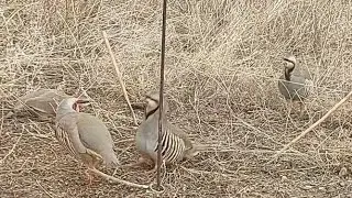 охота на кеклики пакличка самарканд