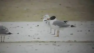 orlica Larus ichthyaetus Pallas's Gull - 26.07.2017 - Giebnia (pow. inowrocławski)