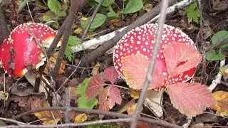 Грибы в лесу. Грибные места Челябинской области.