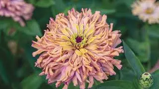 'Agave' Zinnia – Bred by Johnny's Selected Seeds