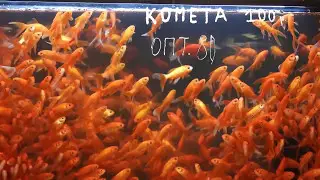 Птичий рынок  Садовод  Москва
