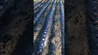 🥔 Посадка картофеля с переросшими ростками без окучивания 🌱 Сорт картофеля Альвара #Shorts