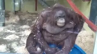 Top 5 Monke