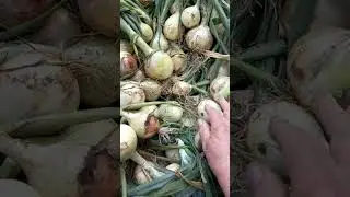 Лук Эксибишен. 22 июля 2024