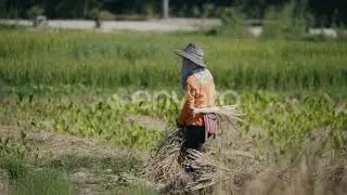 Farmer Harvest Rice, Countryside | Stock Footage - Envato elements