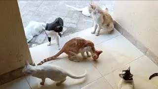 Funniest Cats Clips 2025 Part 9 😺🐈 | Funny cat videos 2025 | Funny cat videos
