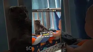 I've never seen a cat sit so still 😂💀
