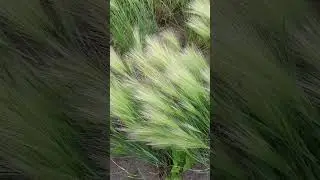 ВЕТЕР, РЕЛАКС.