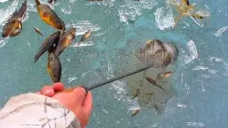 так ротан зимует