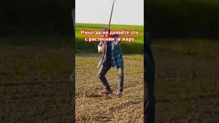 Нельзя делать это в жару с растениями (категорически)