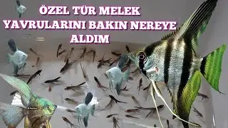 Özel TÜR MELEK Yavrularını BAKIN Nereye KOYDUM !!!