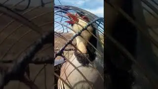 Кабки Хушвахти Санги Малики