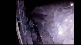 2 волка утащили и загрызли собаку
