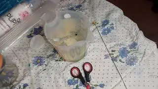 Искусственное осеменение коровы. Часть 3. Практика.