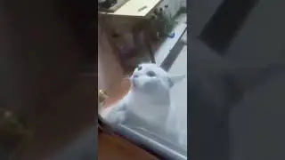 самый бесполезный кот🤣🤣