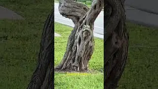 Looks like a person holding a bouquet of leaves ￼