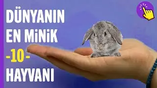Dünyanın Anormal Derecedeki En Minik 10 Hayvanı | Hayvanlar Alemi - Aklında Olsun