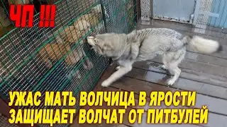 ВОЛЧИЦА В ЯРОСТИ ПРОТИВ ВСЕХ ПИТБУЛЕЙ ЗАЩИЩАЕТ ДЕТЕНЫШЕЙ ВОЛЧАТ.